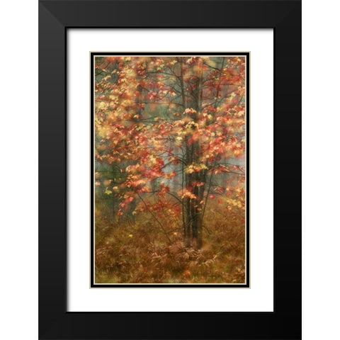 USA, Pennsylvania Sunlight on autumn leaves Black Modern Wood Framed Art Print with Double Matting by Rotenberg, Nancy