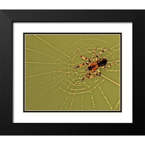 PA, Churchville Nature Center Spider on web Black Modern Wood Framed Art Print with Double Matting by OBrien, Jay
