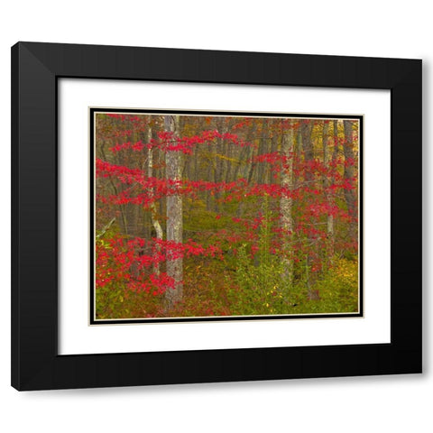 PA, Delaware Watergap NRA Autumn in forest Black Modern Wood Framed Art Print with Double Matting by OBrien, Jay