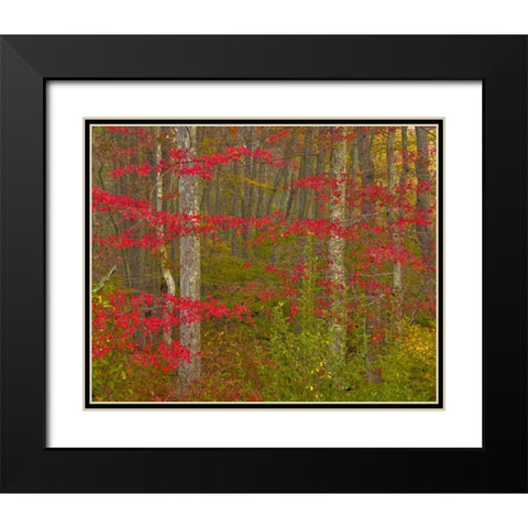 PA, Delaware Watergap NRA Autumn in forest Black Modern Wood Framed Art Print with Double Matting by OBrien, Jay