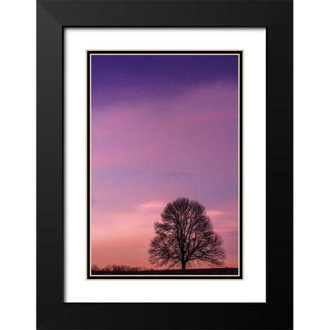 Pennsylvania, King of Prussia Tree at sunrise Black Modern Wood Framed Art Print with Double Matting by OBrien, Jay
