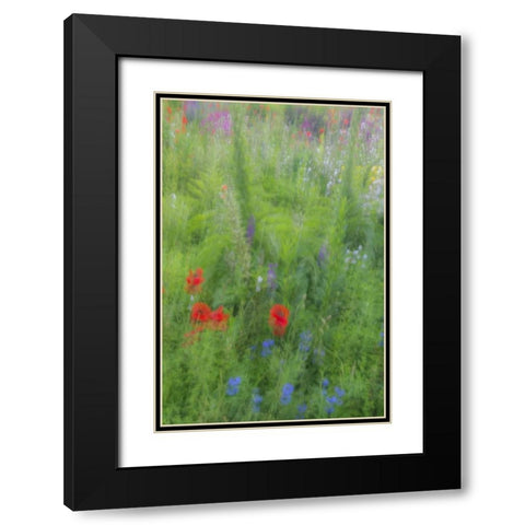 USA, Pennsylvania Summer flowers abstract Black Modern Wood Framed Art Print with Double Matting by OBrien, Jay