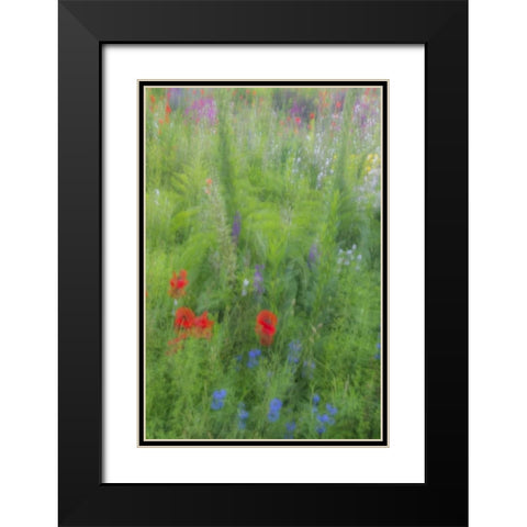 USA, Pennsylvania Summer flowers abstract Black Modern Wood Framed Art Print with Double Matting by OBrien, Jay