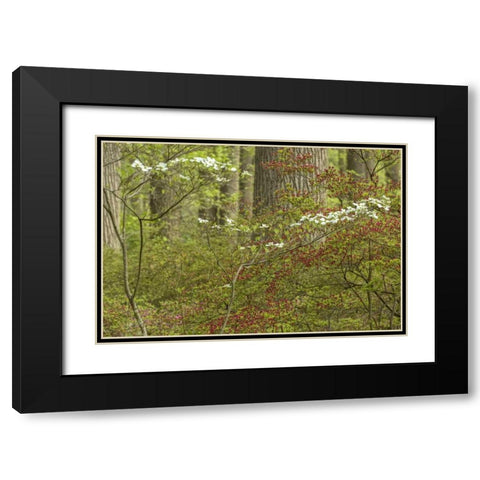 USA, Pennsylvania Spring, forest scenic Black Modern Wood Framed Art Print with Double Matting by OBrien, Jay