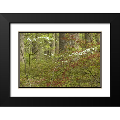 USA, Pennsylvania Spring, forest scenic Black Modern Wood Framed Art Print with Double Matting by OBrien, Jay