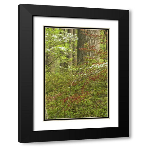 USA, Pennsylvania Spring, forest scenic Black Modern Wood Framed Art Print with Double Matting by OBrien, Jay