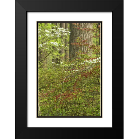 USA, Pennsylvania Spring, forest scenic Black Modern Wood Framed Art Print with Double Matting by OBrien, Jay
