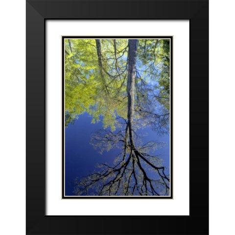 USA, Pennsylvania Tree reflected in pond Black Modern Wood Framed Art Print with Double Matting by OBrien, Jay