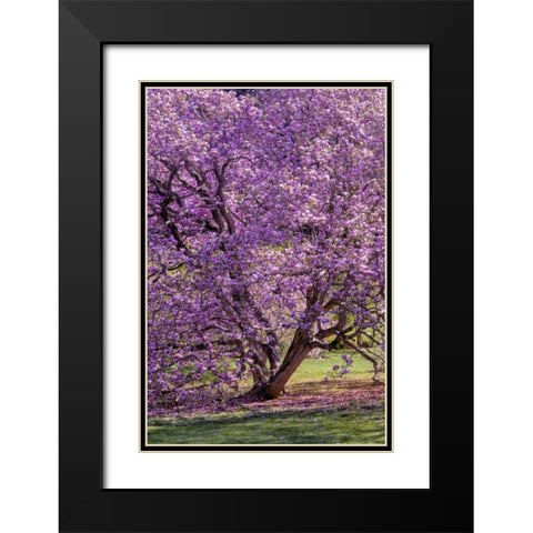 USA, Pennsylvania Tree in bloom Black Modern Wood Framed Art Print with Double Matting by OBrien, Jay