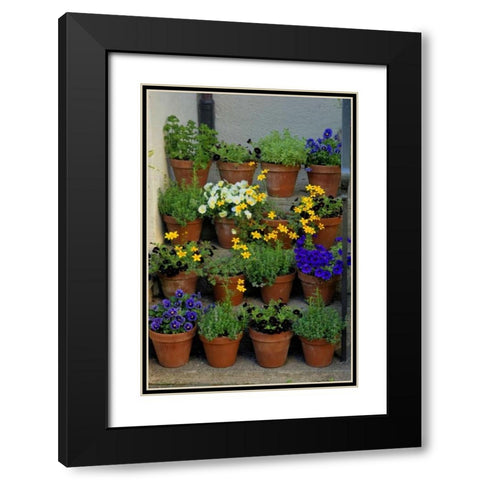 USA, Pennsylvania Potted flowers Black Modern Wood Framed Art Print with Double Matting by OBrien, Jay