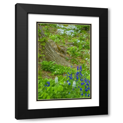 USA, Pennsylvania Spring scenic Black Modern Wood Framed Art Print with Double Matting by OBrien, Jay