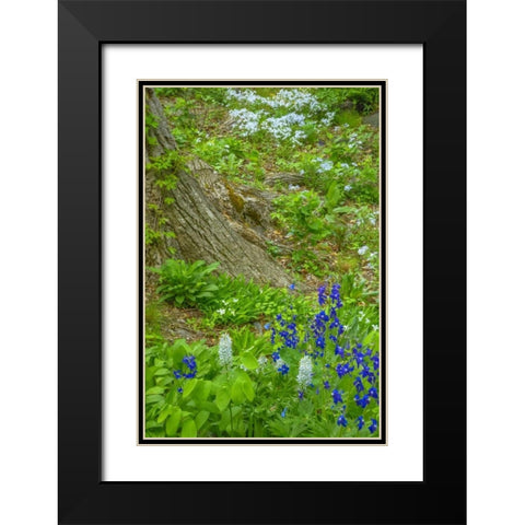 USA, Pennsylvania Spring scenic Black Modern Wood Framed Art Print with Double Matting by OBrien, Jay