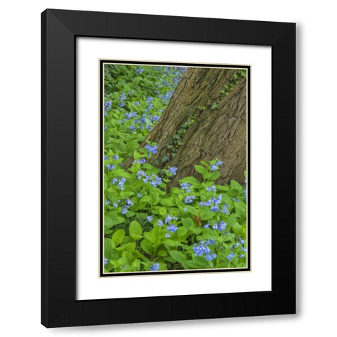 USA, Pennsylvania, Garden Spring scenic Black Modern Wood Framed Art Print with Double Matting by OBrien, Jay