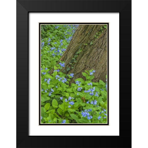 USA, Pennsylvania, Garden Spring scenic Black Modern Wood Framed Art Print with Double Matting by OBrien, Jay