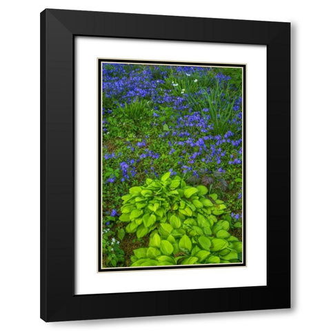 USA, Pennsylvania Spring scenic Black Modern Wood Framed Art Print with Double Matting by OBrien, Jay