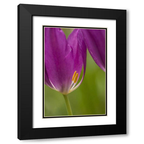 USA, Pennsylvania Tulip Garden Black Modern Wood Framed Art Print with Double Matting by OBrien, Jay