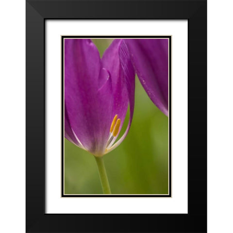 USA, Pennsylvania Tulip Garden Black Modern Wood Framed Art Print with Double Matting by OBrien, Jay
