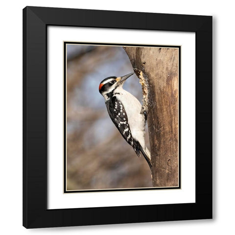 Hairy Woodpecker- Pennsylvania- USA Black Modern Wood Framed Art Print with Double Matting by McDonald, Joe and Maryann