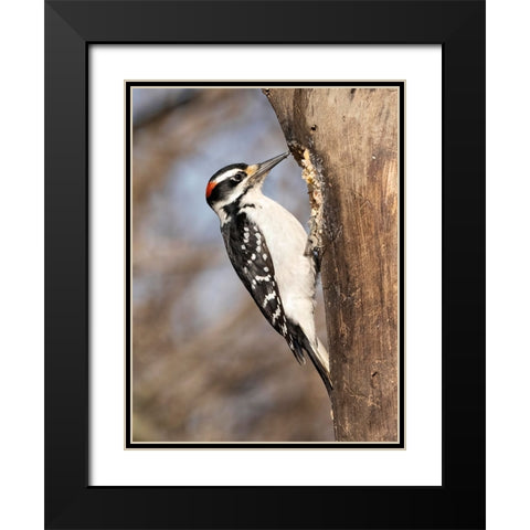 Hairy Woodpecker- Pennsylvania- USA Black Modern Wood Framed Art Print with Double Matting by McDonald, Joe and Maryann