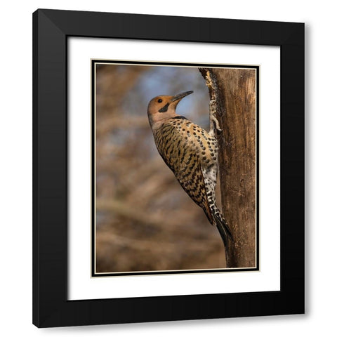 Northern Flicker- Pennsylvania- USA Black Modern Wood Framed Art Print with Double Matting by McDonald, Joe and Maryann