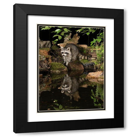 Raccoon- Pennsylvania- USA Black Modern Wood Framed Art Print with Double Matting by McDonald, Joe and Maryann