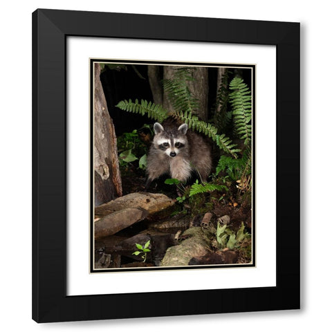 Raccoon- Pennsylvania- USA Black Modern Wood Framed Art Print with Double Matting by McDonald, Joe and Maryann