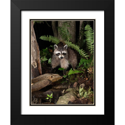 Raccoon- Pennsylvania- USA Black Modern Wood Framed Art Print with Double Matting by McDonald, Joe and Maryann