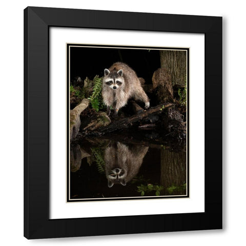 Raccoon- Pennsylvania- USA Black Modern Wood Framed Art Print with Double Matting by McDonald, Joe and Maryann