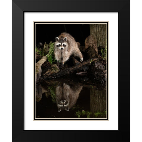 Raccoon- Pennsylvania- USA Black Modern Wood Framed Art Print with Double Matting by McDonald, Joe and Maryann