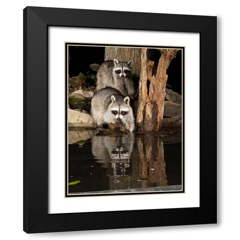 Raccoon- Pennsylvania- USA Black Modern Wood Framed Art Print with Double Matting by McDonald, Joe and Maryann