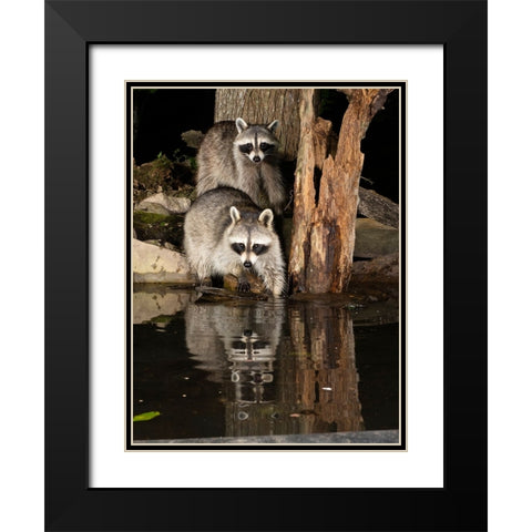 Raccoon- Pennsylvania- USA Black Modern Wood Framed Art Print with Double Matting by McDonald, Joe and Maryann