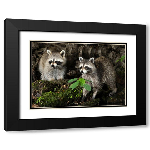Raccoon- Pennsylvania- USA Black Modern Wood Framed Art Print with Double Matting by McDonald, Joe and Maryann