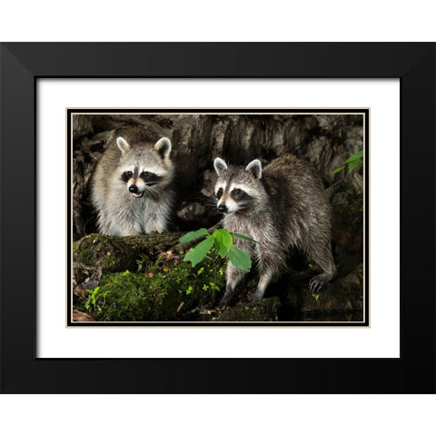 Raccoon- Pennsylvania- USA Black Modern Wood Framed Art Print with Double Matting by McDonald, Joe and Maryann