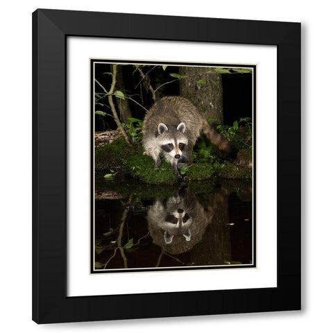 Raccoon- Pennsylvania- USA Black Modern Wood Framed Art Print with Double Matting by McDonald, Joe and Maryann