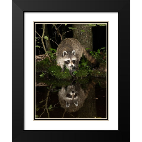 Raccoon- Pennsylvania- USA Black Modern Wood Framed Art Print with Double Matting by McDonald, Joe and Maryann
