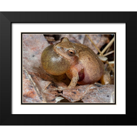 Spring peeper calling- Pennsylvania- USA Black Modern Wood Framed Art Print with Double Matting by McDonald, Joe and Maryann