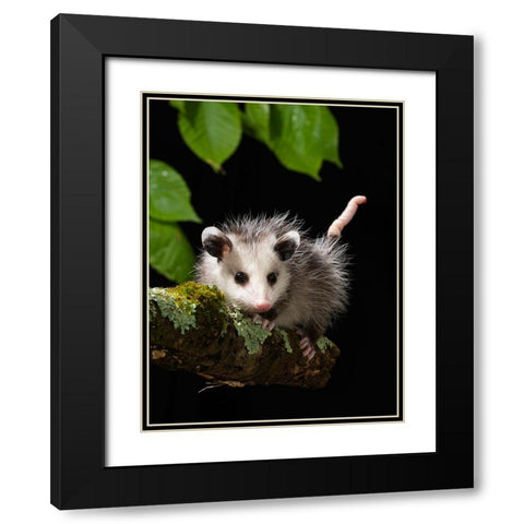 Virginia Opossum- Pennsylvania- USA. Black Modern Wood Framed Art Print with Double Matting by McDonald, Joe and Maryann