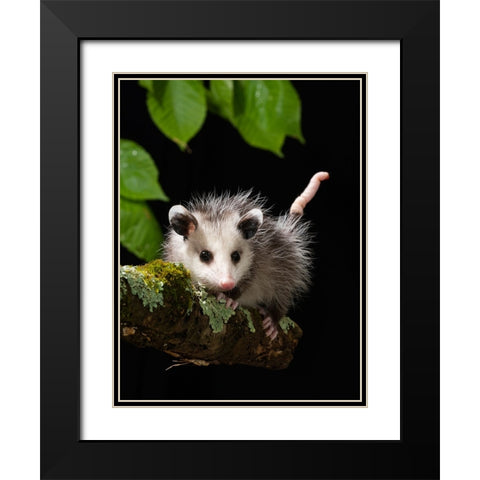Virginia Opossum- Pennsylvania- USA. Black Modern Wood Framed Art Print with Double Matting by McDonald, Joe and Maryann