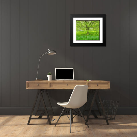 Pennsylvania-Wayne and Chanticleer Gardens spring green foliage trees and grass Black Modern Wood Framed Art Print with Double Matting by Gulin, Sylvia