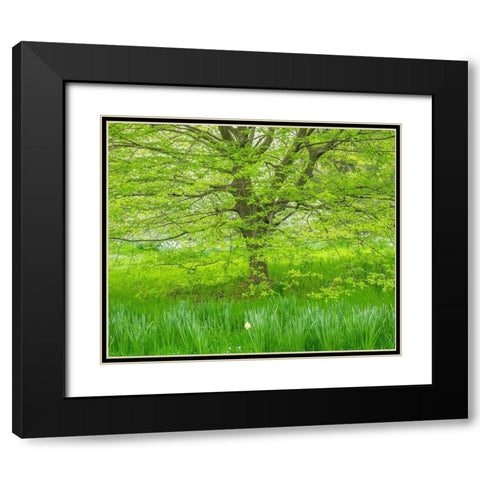 Pennsylvania-Wayne and Chanticleer Gardens spring green foliage trees and grass Black Modern Wood Framed Art Print with Double Matting by Gulin, Sylvia