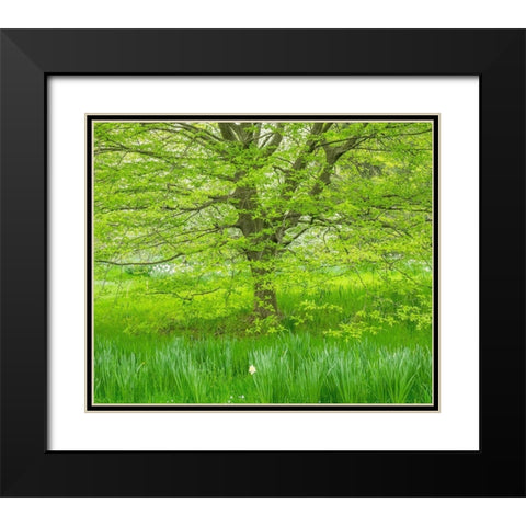 Pennsylvania-Wayne and Chanticleer Gardens spring green foliage trees and grass Black Modern Wood Framed Art Print with Double Matting by Gulin, Sylvia