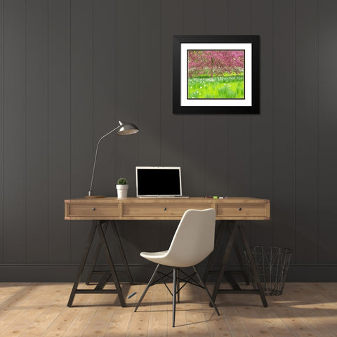 Pennsylvania-Wayne and Chanticleer Gardens springtime blooming crabapple and narcissus Black Modern Wood Framed Art Print with Double Matting by Gulin, Sylvia