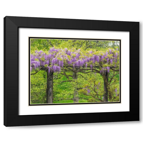 Pennsylvania-Wayne and Chanticleer Gardens springtime flowering Wisteria vine Black Modern Wood Framed Art Print with Double Matting by Gulin, Sylvia