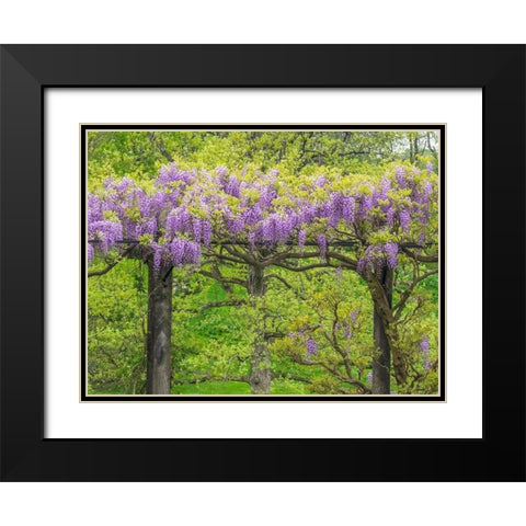 Pennsylvania-Wayne and Chanticleer Gardens springtime flowering Wisteria vine Black Modern Wood Framed Art Print with Double Matting by Gulin, Sylvia