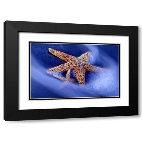SC, Hilton Head Island Two starfish on beach Black Modern Wood Framed Art Print with Double Matting by Needle, Charles