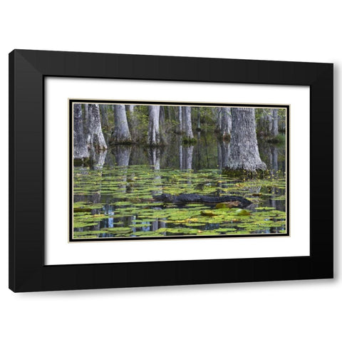 SC Alligator rests on log in swamp Black Modern Wood Framed Art Print with Double Matting by Rotenberg, Nancy