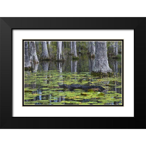 SC Alligator rests on log in swamp Black Modern Wood Framed Art Print with Double Matting by Rotenberg, Nancy