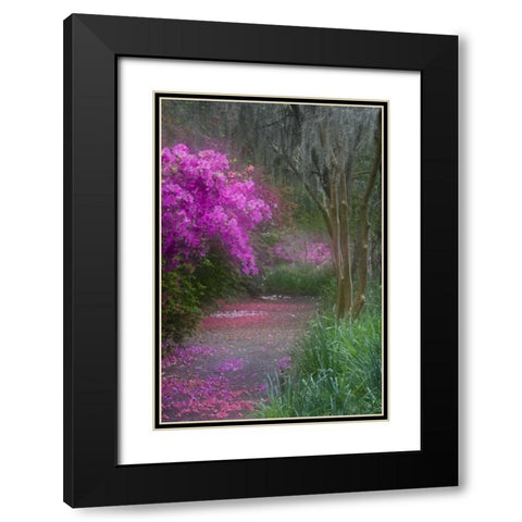 South Carolina Blooming azaleas Black Modern Wood Framed Art Print with Double Matting by Rotenberg, Nancy