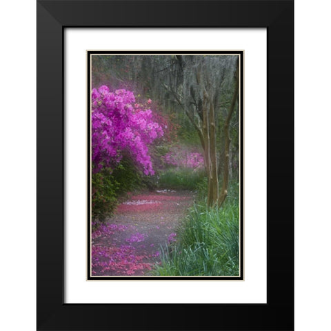 South Carolina Blooming azaleas Black Modern Wood Framed Art Print with Double Matting by Rotenberg, Nancy