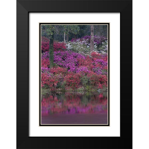South Carolina Blooming azaleas Black Modern Wood Framed Art Print with Double Matting by Rotenberg, Nancy
